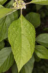 American beautyberry